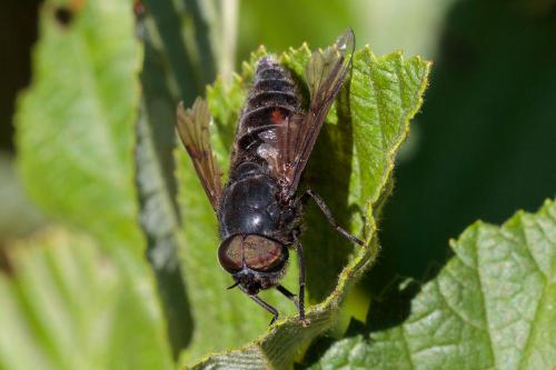 Réf. 214 408 : Hybomitra aterrima