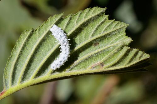 Eriocampa sp.