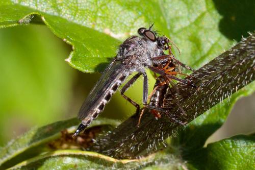 Tolmerus atricapillus