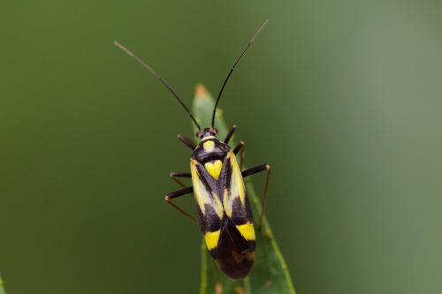 Réf. 214 598 : Grypocoris sexguttatus