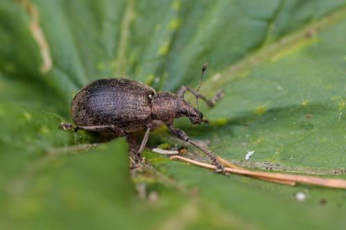 Réf. 214 766 : Liophloeus tessulatus