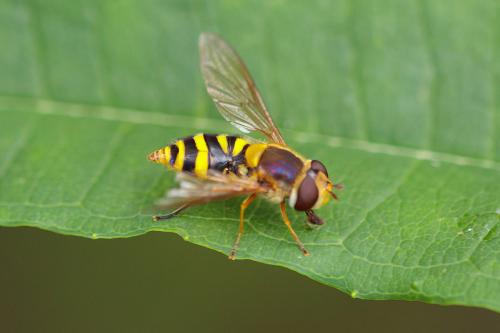Réf. 214 770 : Syrphus ribesii