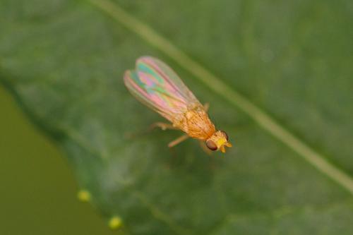 Lyciella sp.