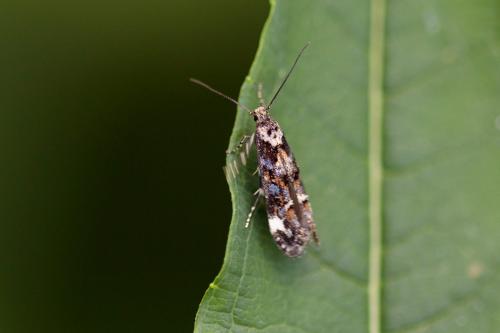 Mompha conturbatella