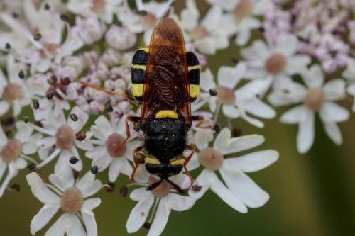 Stratiomys concinna