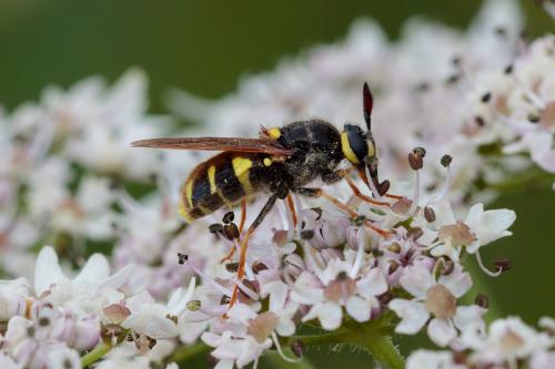 Stratiomys concinna
