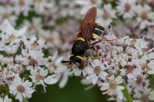 Stratiomys concinna