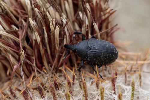 Réf. 214 069 : Larinus turbinatus