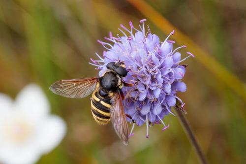 Sericomyia silentis