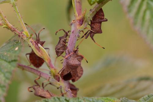 Réf. 214 084 : Coreus marginatus