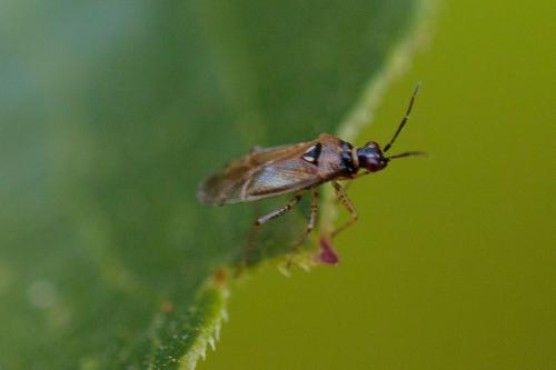 Réf. 214 369 : Dicyphus sp.