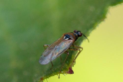 Réf. 214 368 : Dicyphus sp.
