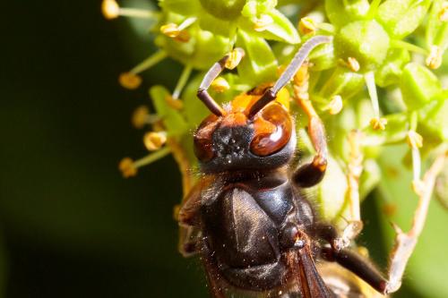 Vespa velutina