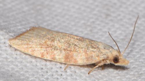 Réf. 214 968 : Aleimma loeflingiana