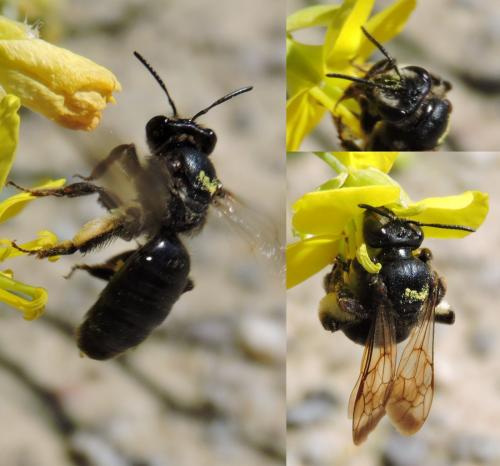 Andrena pilipes