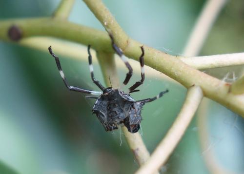 Halyomorpha halys