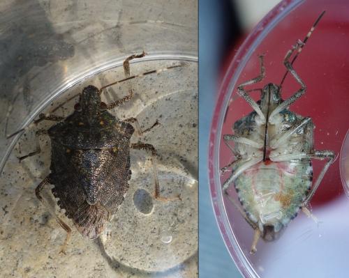 Halyomorpha halys