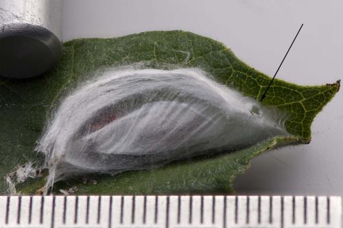 Réf. 214 274 : Choreutis nemorana
