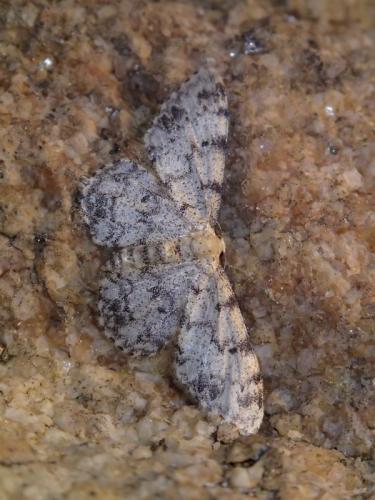 Idaea contiguaria