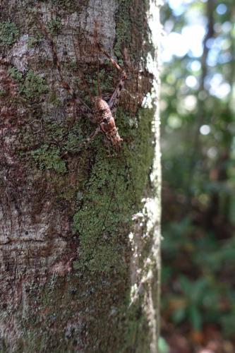 Gryllomorphinae