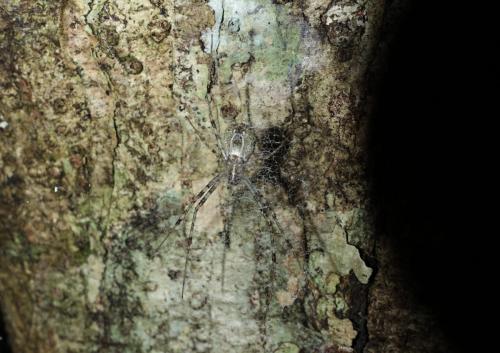 Clitaetra episinoides