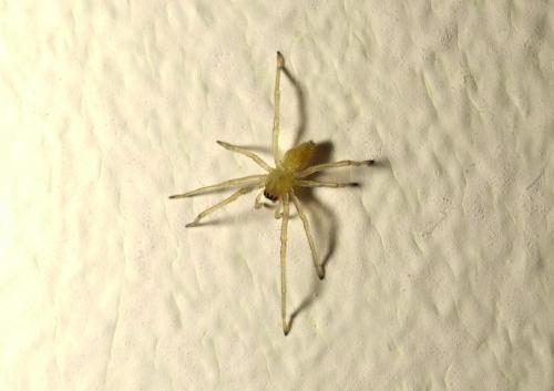 Cheiracanthium sp.
