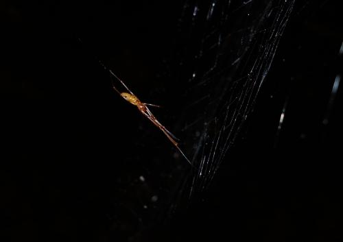Argyrodinae