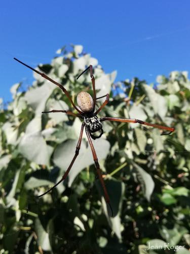 Réf. 214 941 : Trichonephila plumipes