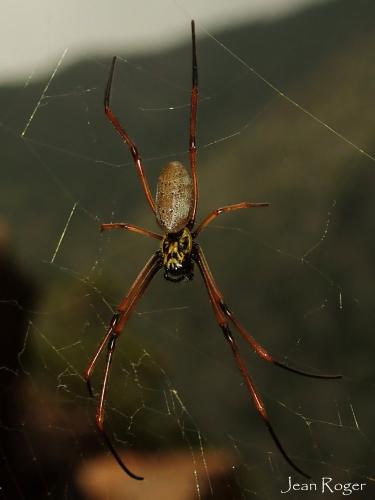 Réf. 214 936 : Trichonephila plumipes
