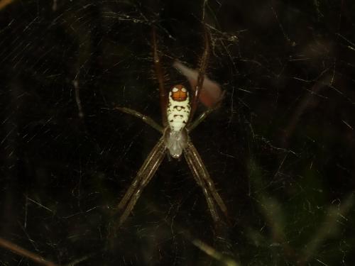 Réf. 214 931 : Cyrtophora cylindroides