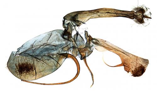 Anarsia spartiella
