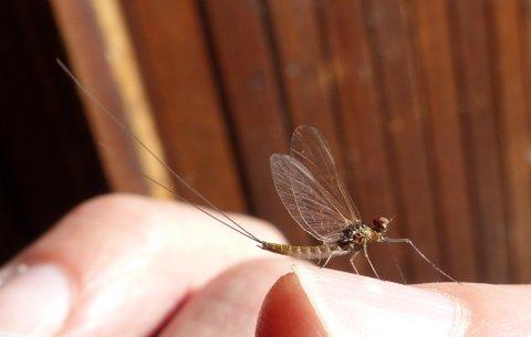 Baetis rhodani