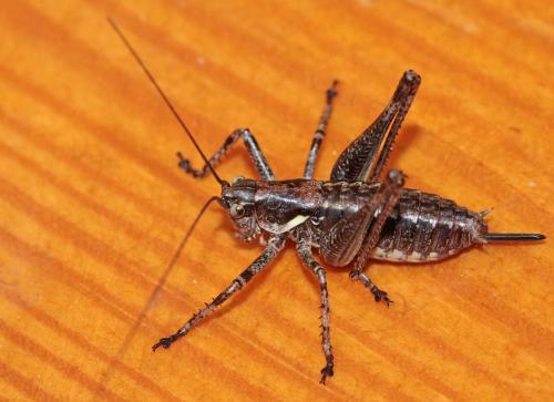 Antaxius pedestris pedestris