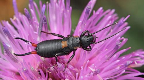 Anechura bipunctata