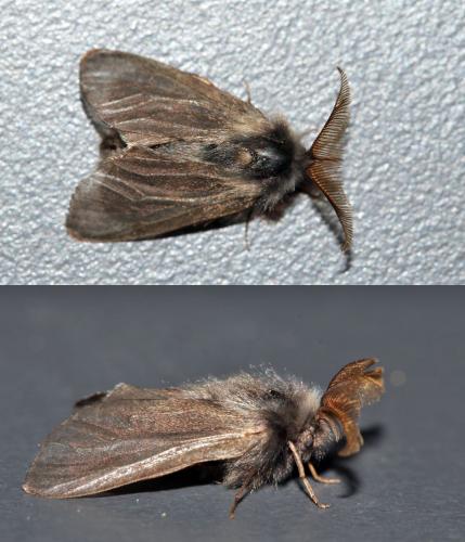 Réf. 214 754 : Canephora hirsuta