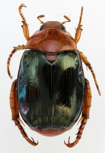 Réf. 214 299 : Callistethus excellens