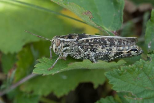 Réf. 214 591 : Calliptamus sp.