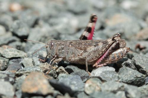 Réf. 214 637 : Calliptamus sp.