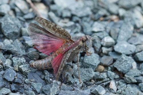 Calliptamus sp.