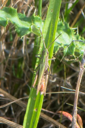 Réf. 214 910 : Chorthippus dorsatus dorsatus