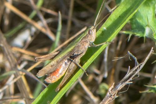 Réf. 214 911 : Chorthippus dorsatus dorsatus