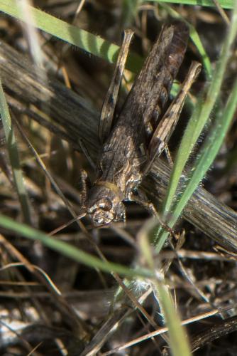 Chorthippus sp.