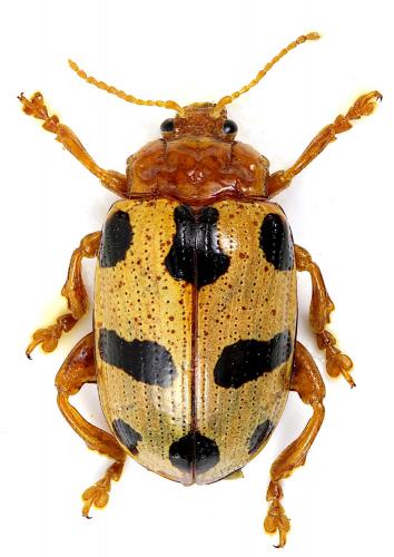 Podontia affinis