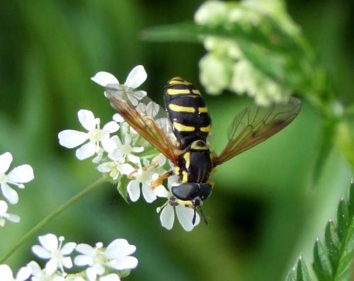 Chrysotoxum sp.
