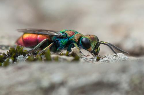 Chrysura hybrida