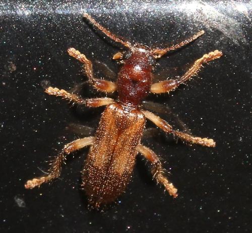 Opilo domesticus