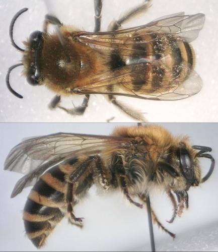 Réf. 214 858 : Colletes hederae