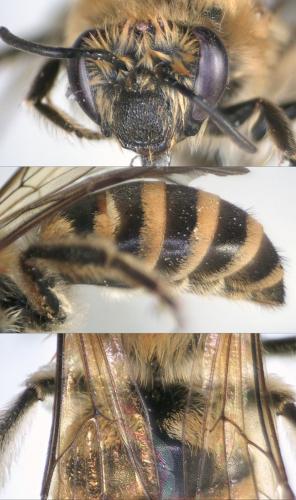 Colletes hederae
