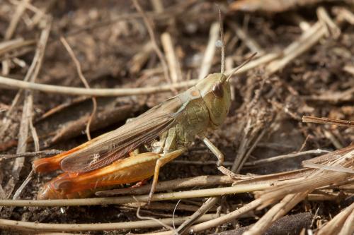 Réf. 214 473 : Chorthippus saulcyi vicdessossi