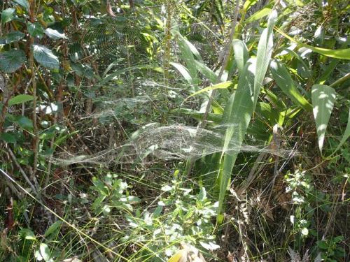 Réf. 214 840 : Cyrtophora moluccensis